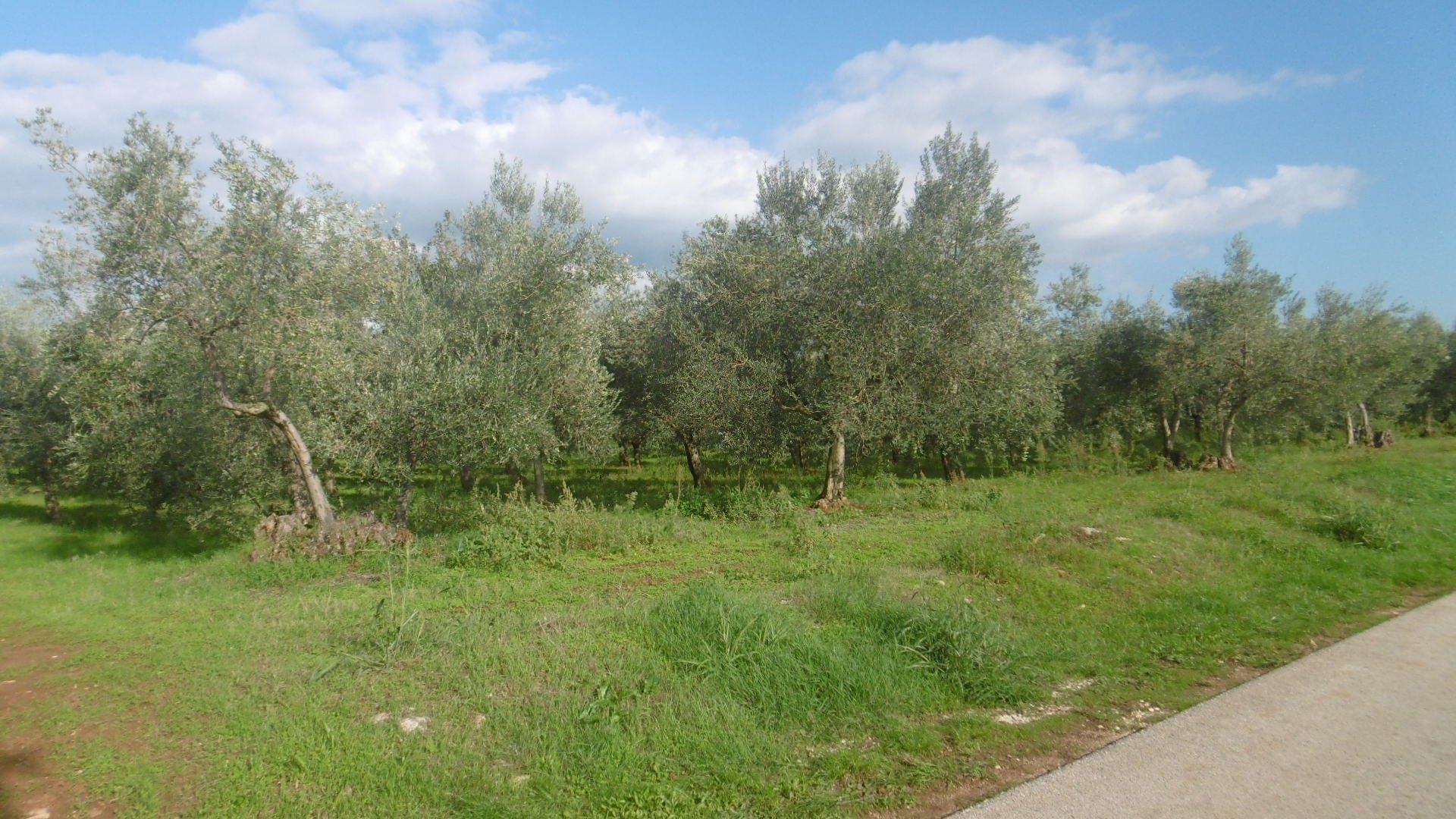 LG-22 Agricultural land with approx. 420 olive trees only about 2 km from the sea